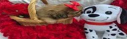 Pekingees honden te koop: Heel mooi Pekinees reutje - Advertentie 8