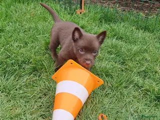 Australian Kelpie honden Mooie Australian Kelpie pups - Advertentie 1