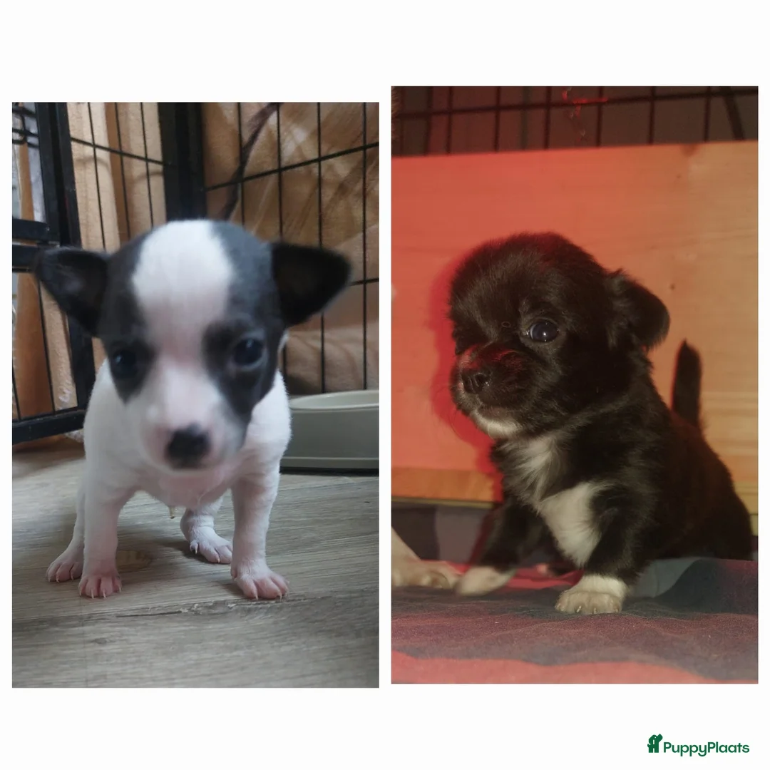 Chihuahua honden te koop: raszuivere chihuahua puppy's - Advertentie 1