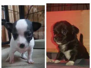 Chihuahua honden raszuivere chihuahua puppy's - Advertentie 1