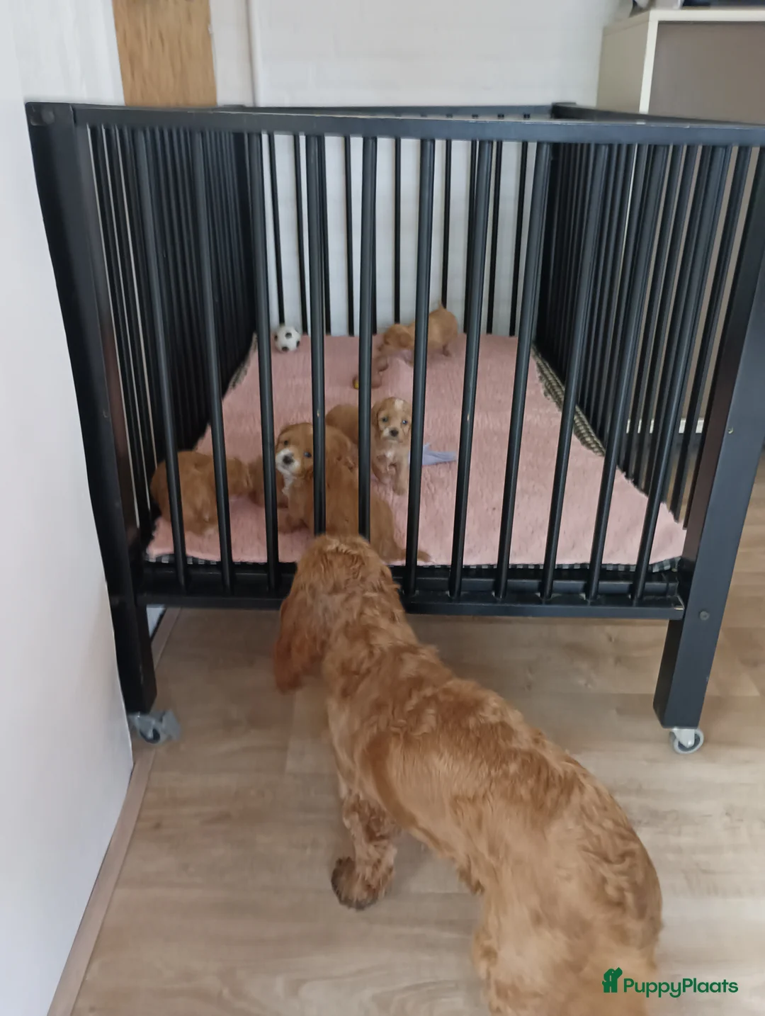 Maltipoo honden te koop: Maltipoo pups beschikbaar  - Advertentie 8