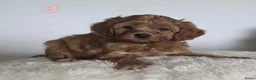 Maltipoo honden te koop: Maltipoo pup  - Advertentie 15