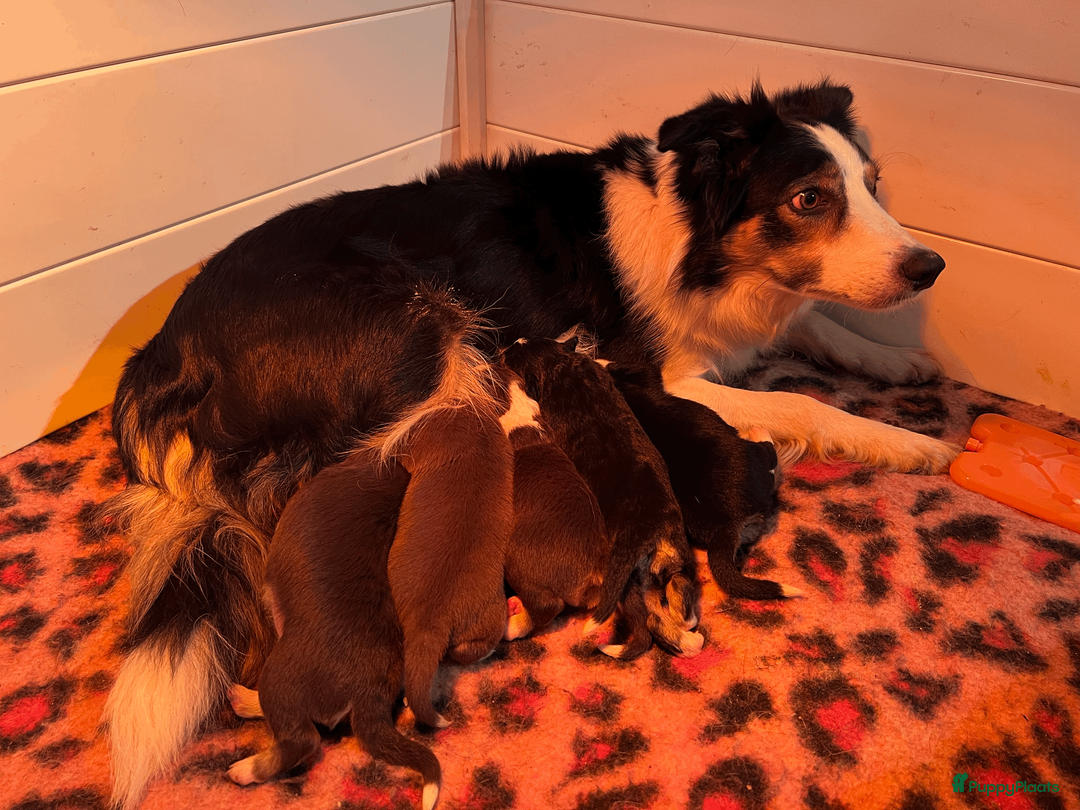 Border Collie honden te koop: border collie reutjes - Advertentie 1