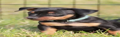 Dwergpinscher Puppy 2