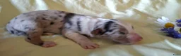 Australian Shepherd honden te koop: Australian Shepherd pups beschikbaar - Advertentie 3