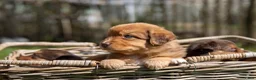 Kruising honden te koop: Australian Toller pups - Advertentie 5