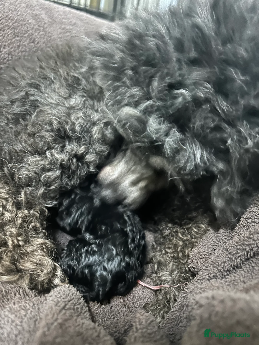 Poedel Toy honden te koop: Toy poedels - Advertentie 3