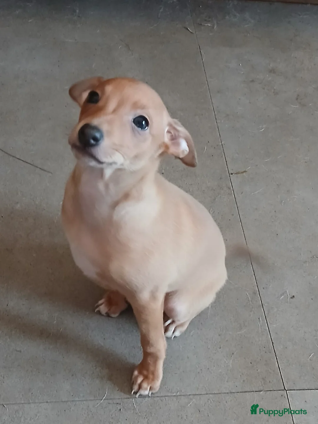 Italiaans Windhondje honden te koop: Italiaanse windhondjes zoeken gouden mandje - Advertentie 5