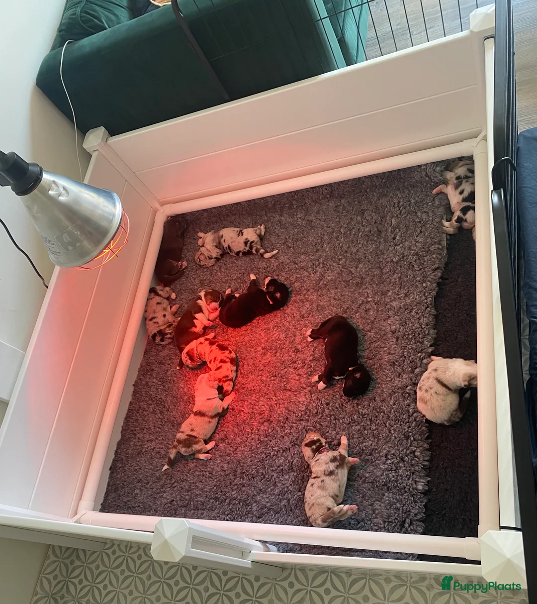 Australian Shepherd honden te koop: Pups verwacht 18 maart Australische herders  - Advertentie 5