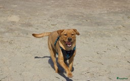 Labrador Retriever honden te koop: Stamboom Labrador pup. Nest Aankondiging  - Afbeelding 12