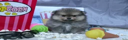 Pomeriaan honden te koop: Mooie pomeranian/ dwergkees pups met fci stamboom - Advertentie 3