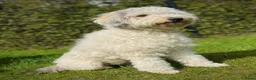 Labradoodle honden te koop: Prachtige labradoodle pups - Advertentie 11