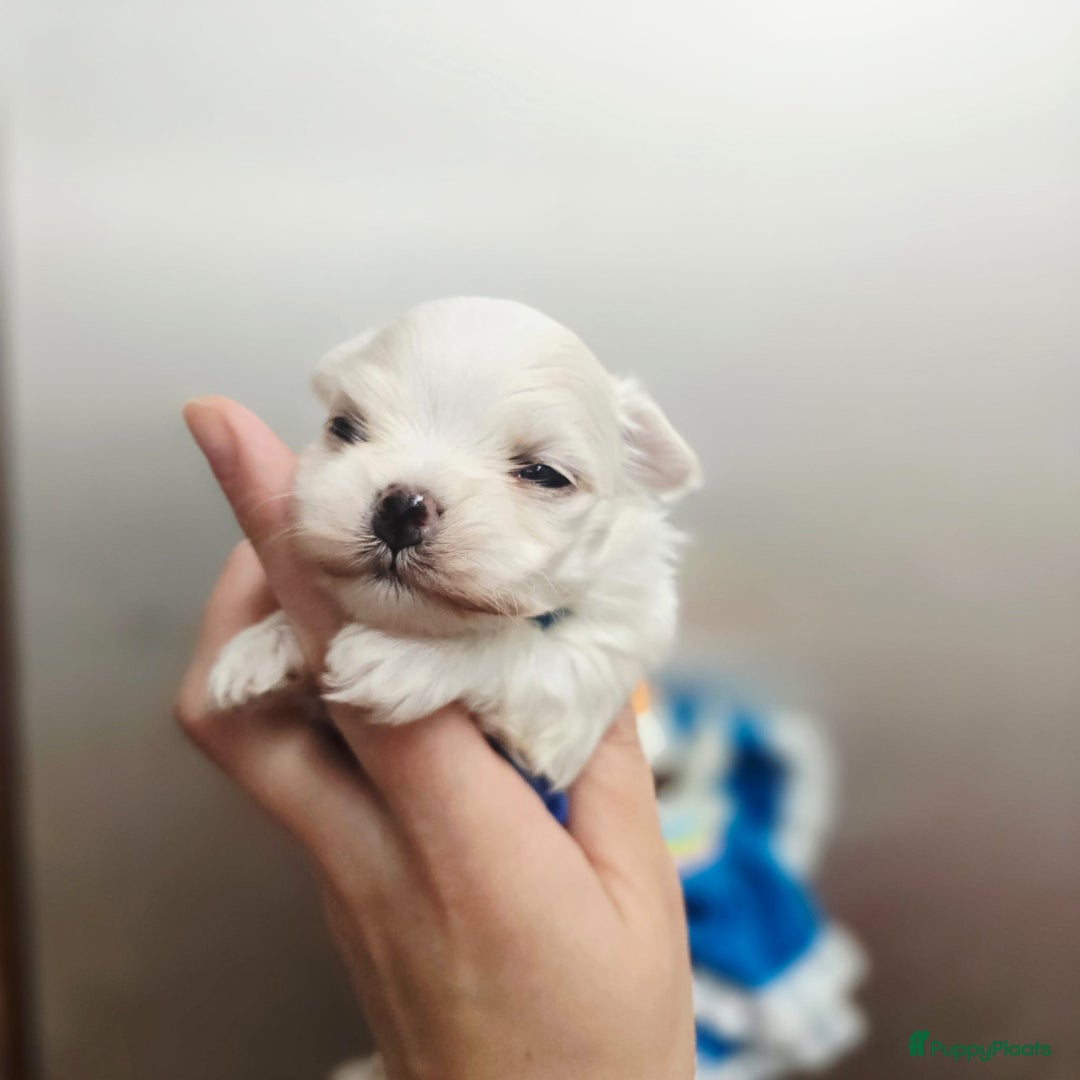 Maltezer honden te koop: Asian malteser pup - Advertentie 2