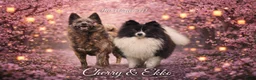 Pomsky honden te koop: Pomsky F1b puppys - Advertentie 8