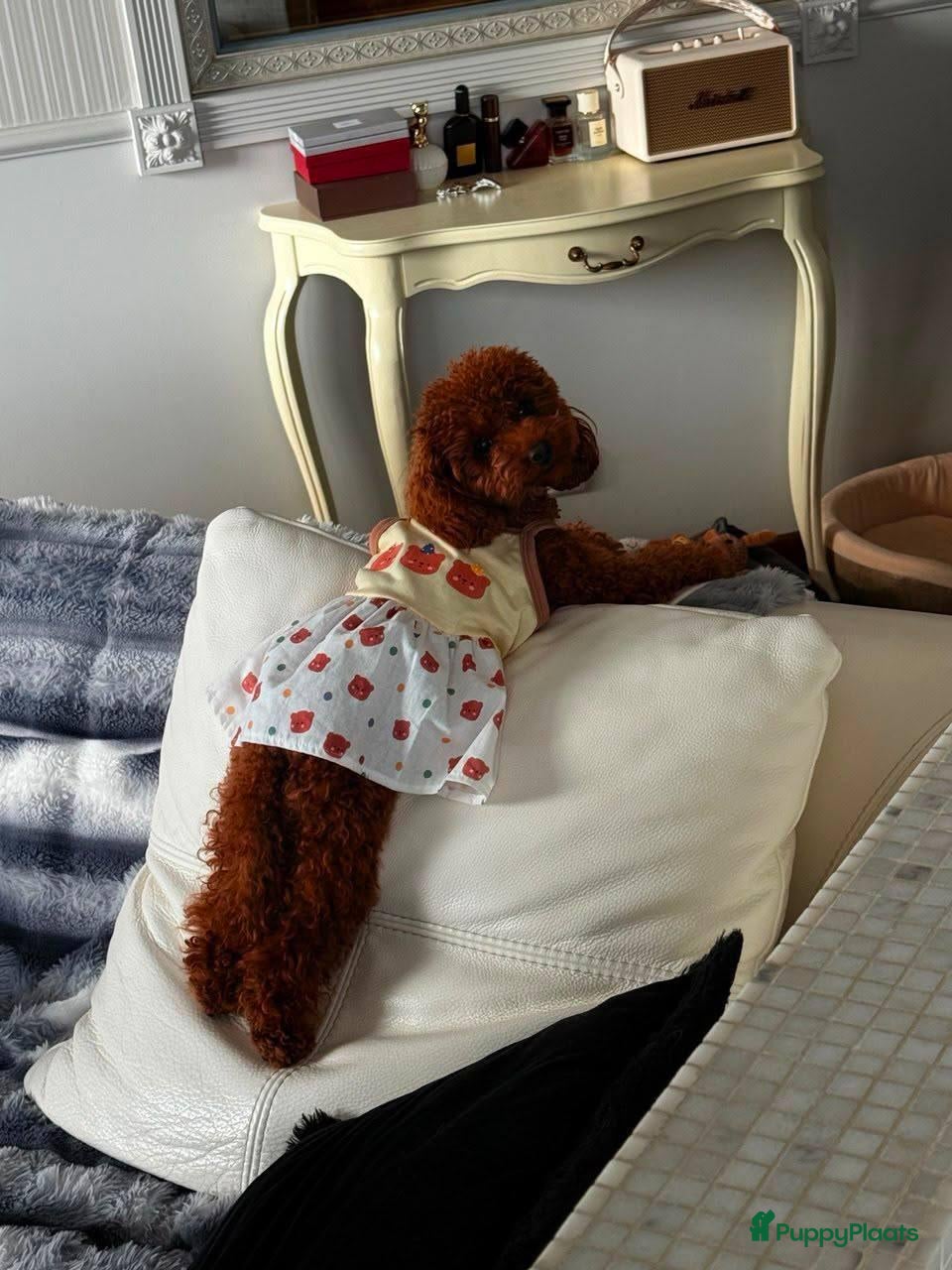 Poedel Toy honden Toypoedel pups zoeken  - Advertentie 2