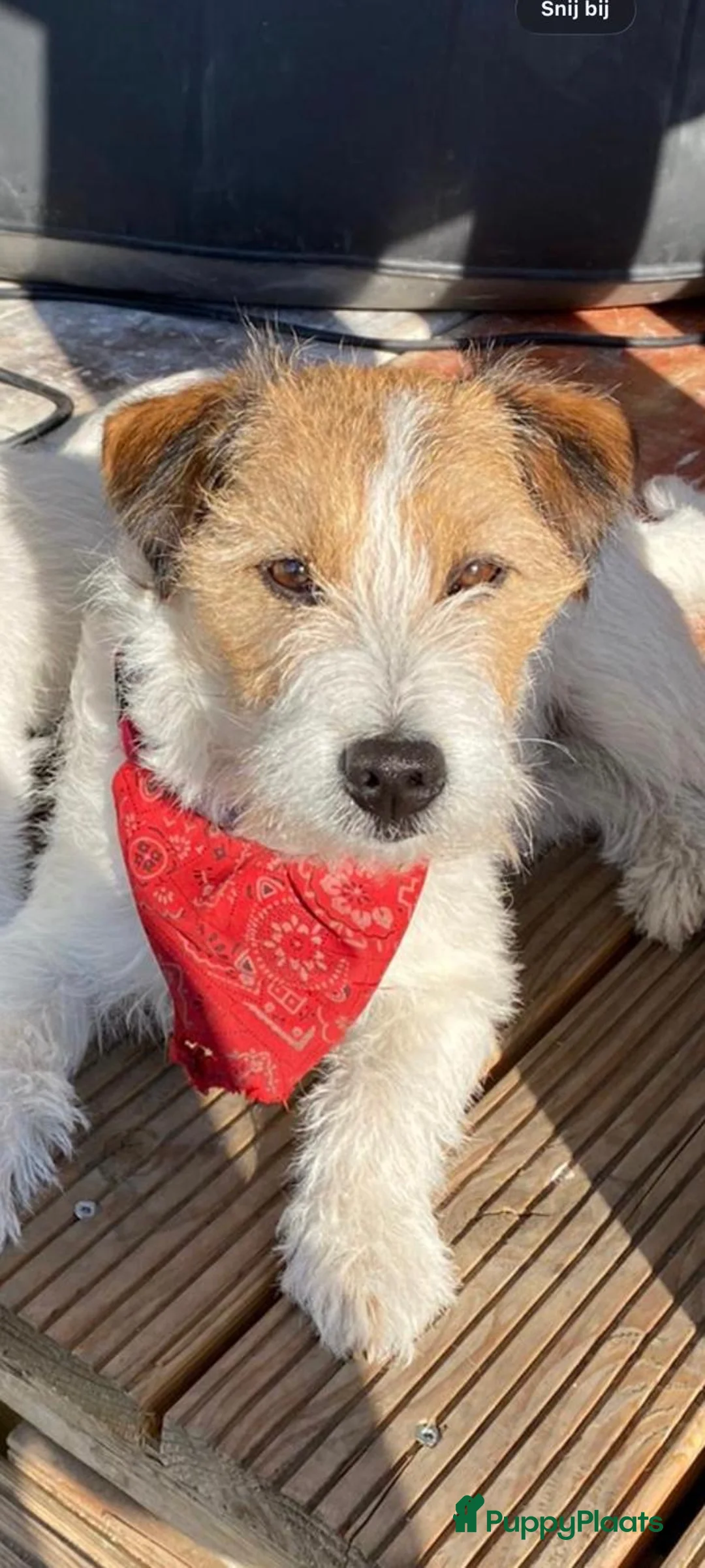 Jack Russel Terriër honden te koop: Jack Russel pups te koop met stamboom - Advertentie 2