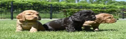 Engelse Cocker Spaniel honden te koop: Speelse Engelse Cocker Spaniel pups - Advertentie 17