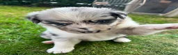 Australian Shepherd honden te koop: Australian Shepherd - Advertentie 12