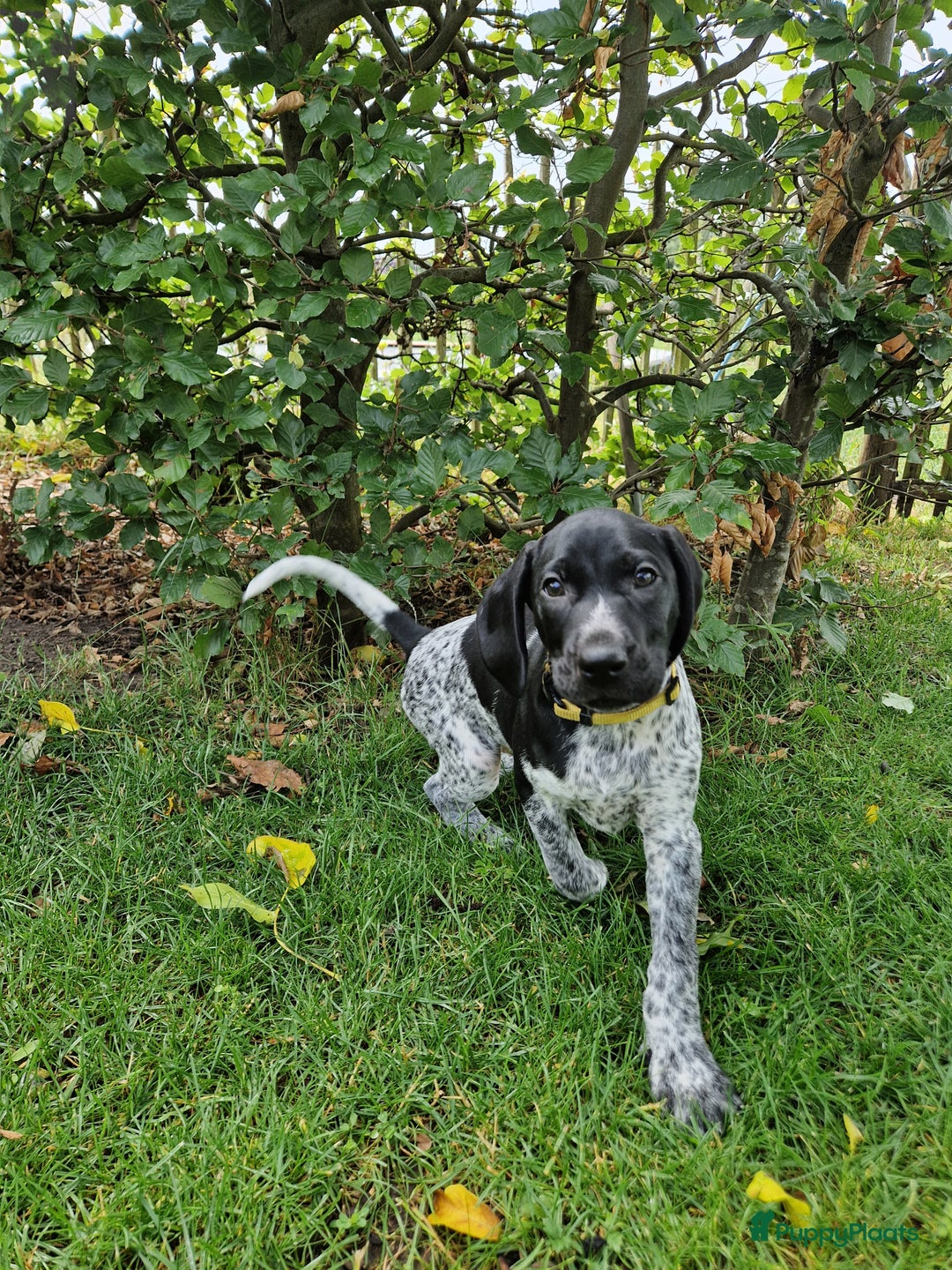 Duitse Staande Hond Korthaar honden te koop: Zindelijke DSK pups met stamboom  in Gelselaar - Afbeelding 7