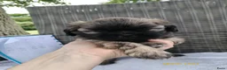 Shih Tzu honden te koop: 6 Mooie shih tzu pups - Advertentie 12