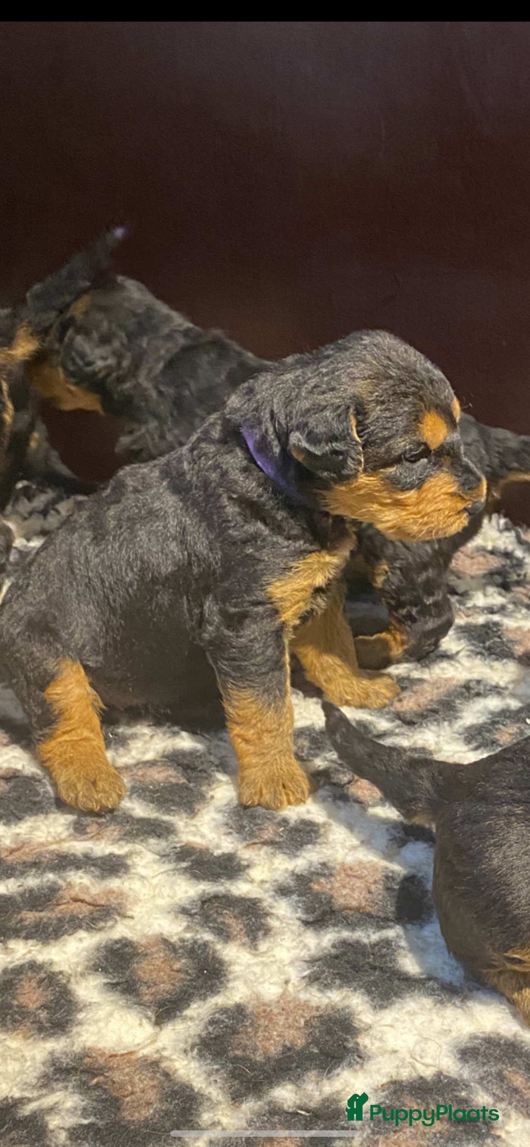 Airedale Terriër honden te koop: Airedale terriër pups  - Advertentie 7