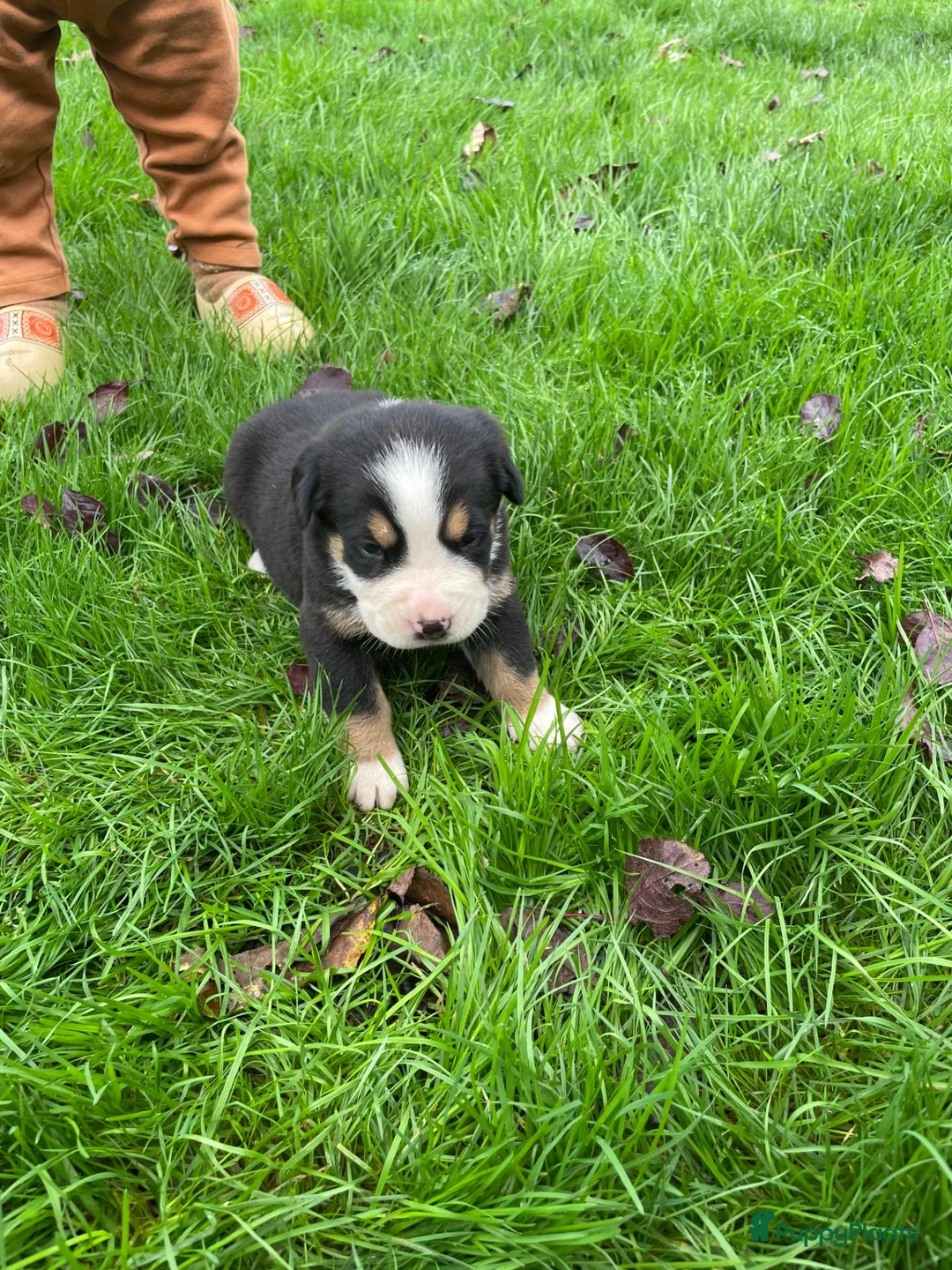 Grote Zwitserse Sennenhond honden te koop: Prachtige Grote Zwitserse Sennenhond pups  - Advertentie 7