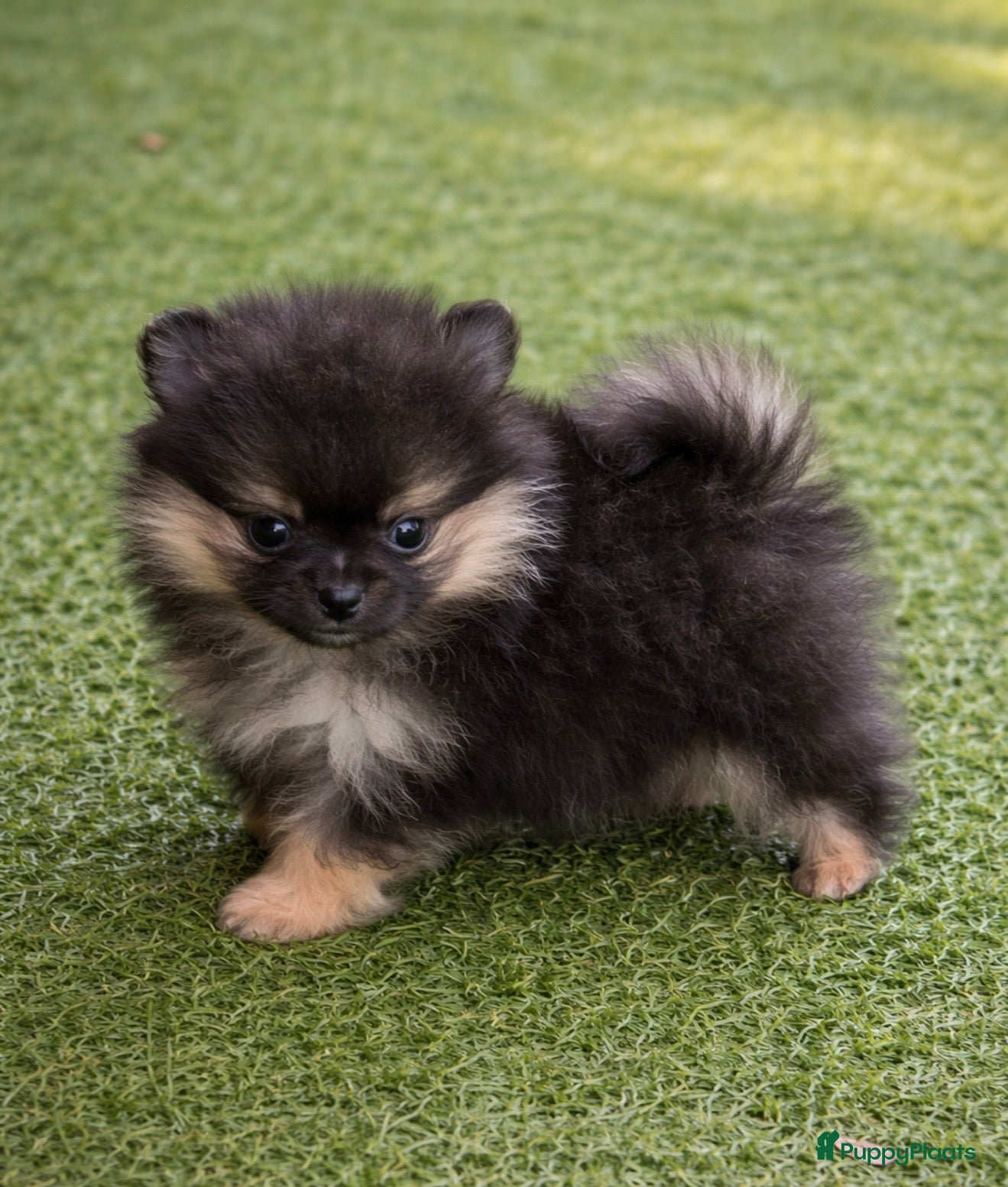 Pomeriaan honden 5 Pomeranian pupjes  geboren 28-01-2026 - Advertentie 2