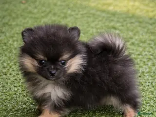 Pomeriaan honden 5 Pomeranian pupjes geboren 28-01-2026 - Advertentie 2