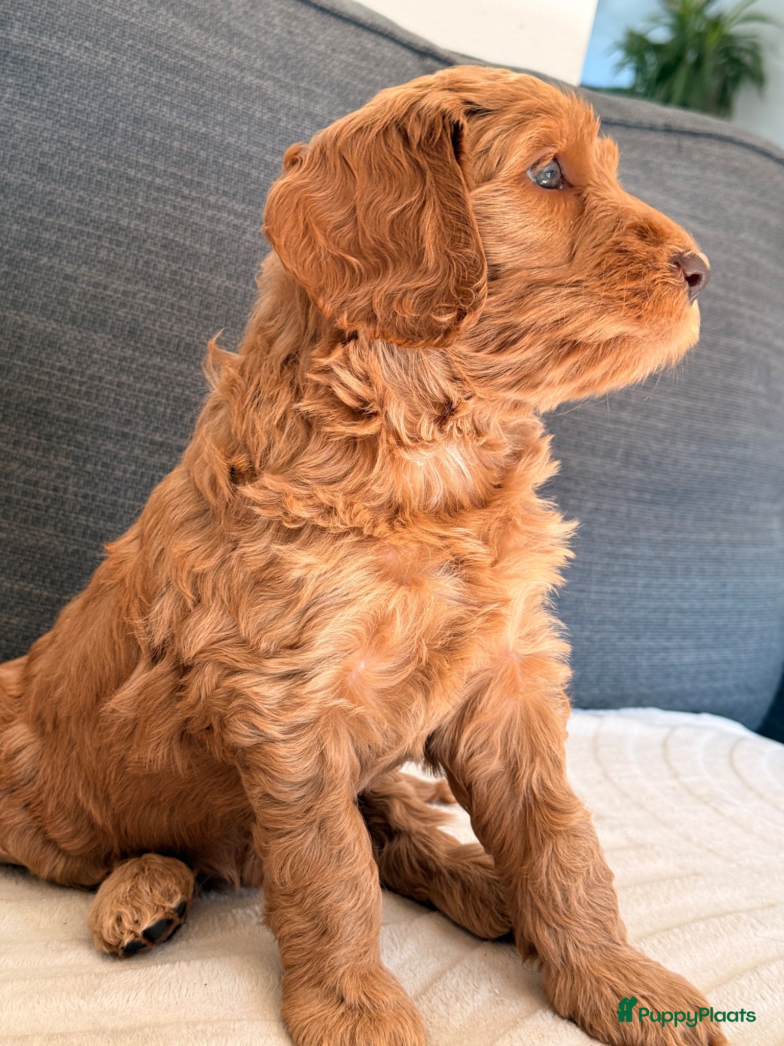 Australian Labradoodle honden Nog 1 autralian labradoodle pups beschikbaar - Advertentie 7