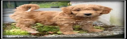 Maltipoo honden te koop: Maltipoo F1b pups - Advertentie 14