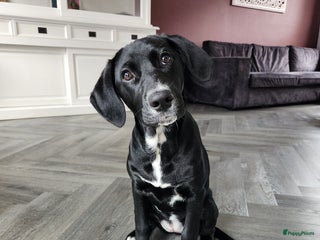 Kruising honden Lieve Goldmation pup van 5 maanden oud - Advertentie 7