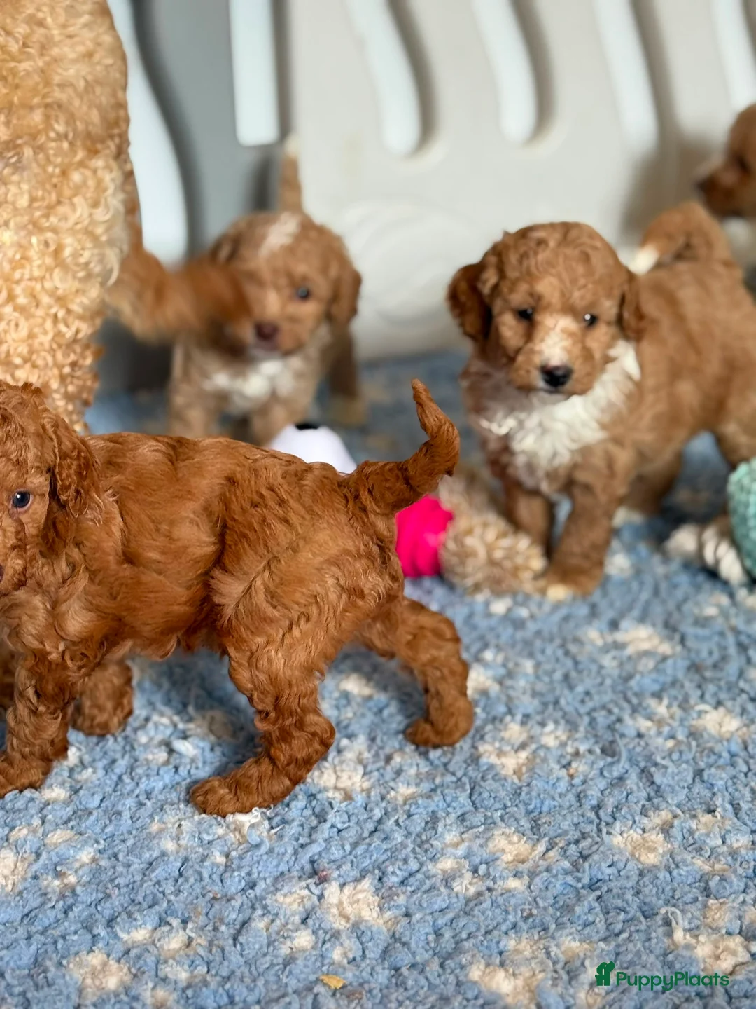 Labradoodle honden te koop: Mooie mini labra doodle pups zoeken nieuw thuis! - Advertentie 2