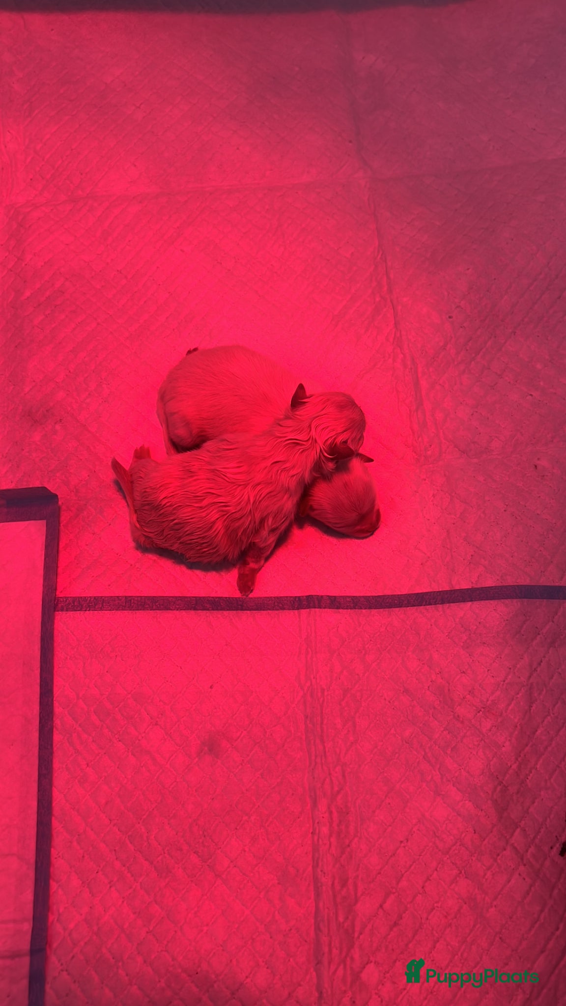 Pomeriaan honden Pomeranian pups ❤️❤️🌸 - Advertentie 1