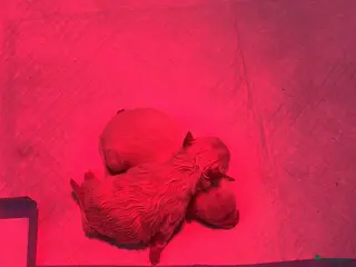 Pomeriaan honden Pomeranian pups ❤️❤️🌸 - Advertentie 1