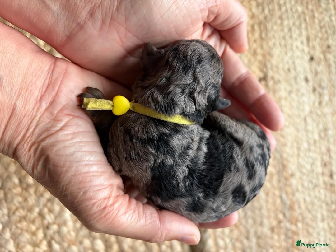 Dwergpoedel honden te koop: Prachtige dwergpoedelpups met exclusieve kleur! - Advertentie 1