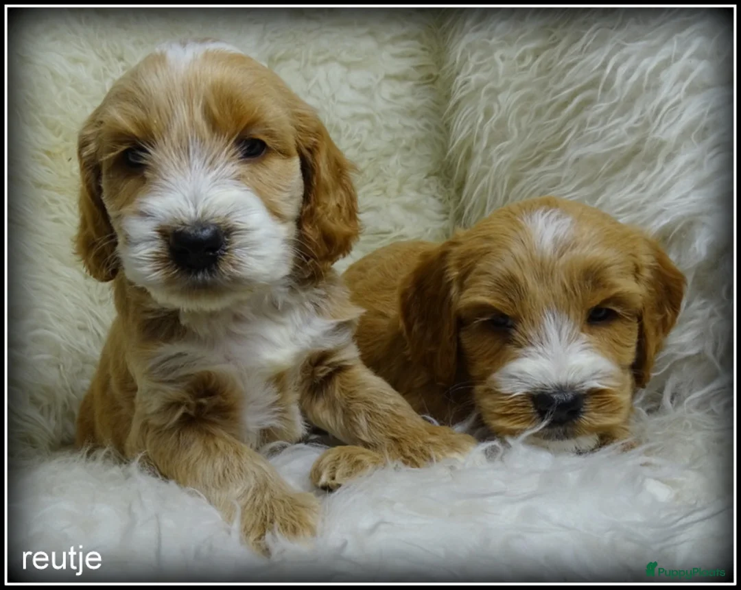 Cockapoo honden te koop: Cockapoo pups - Advertentie 6