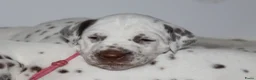 Dalmatiër honden te koop: Dalmatier pups - Advertentie 10