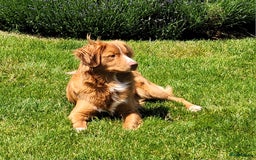 Nova Scotia Duck Tolling Retriever honden ter dekking: Nova scotia duck tolling retriever reu ter dekking in Heerewaarden - Afbeelding 1