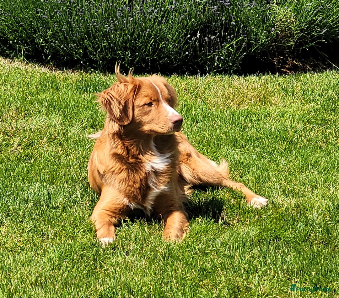 Nova Scotia Duck Tolling Retriever honden ter dekking: Nova scotia duck tolling retriever reu ter dekking in Heerewaarden - Afbeelding 1