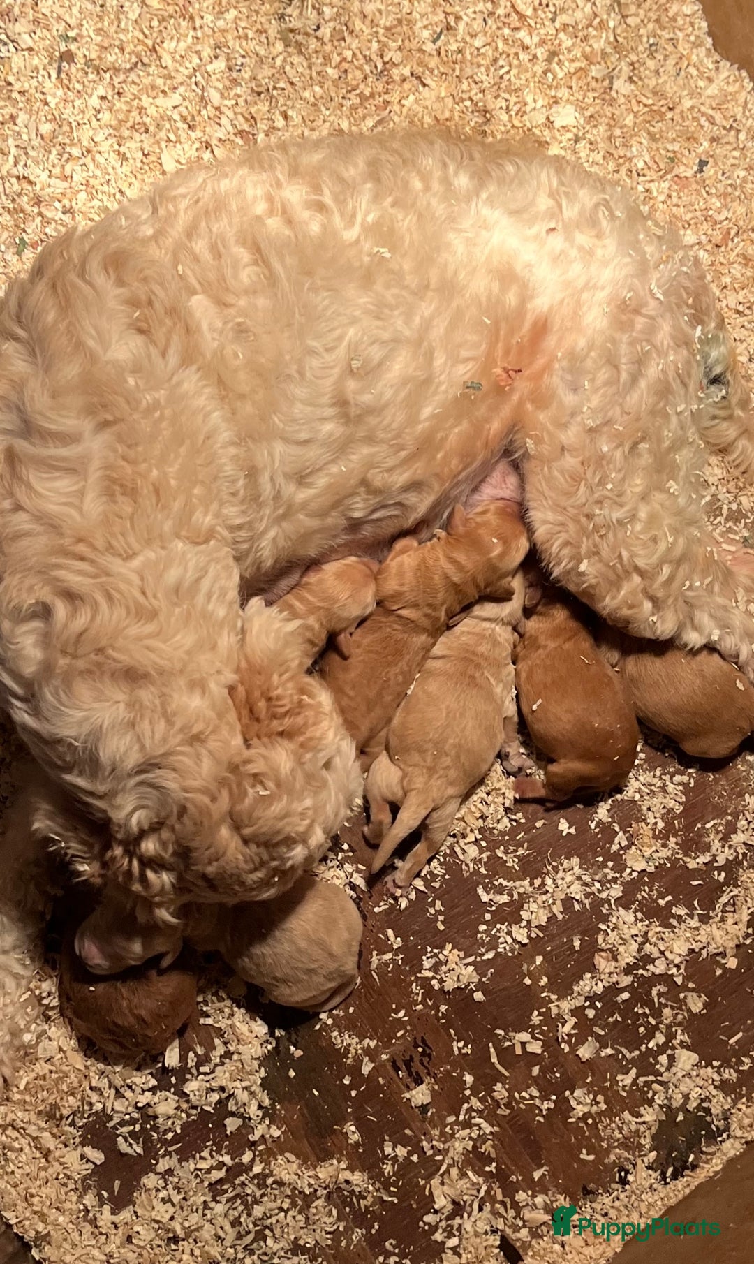 Labradoodle honden te koop: Labradoodle  - Afbeelding 11