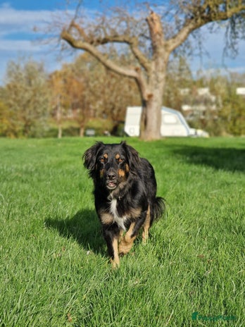 Kruising honden border collie (australische) herder - Advertentie 1