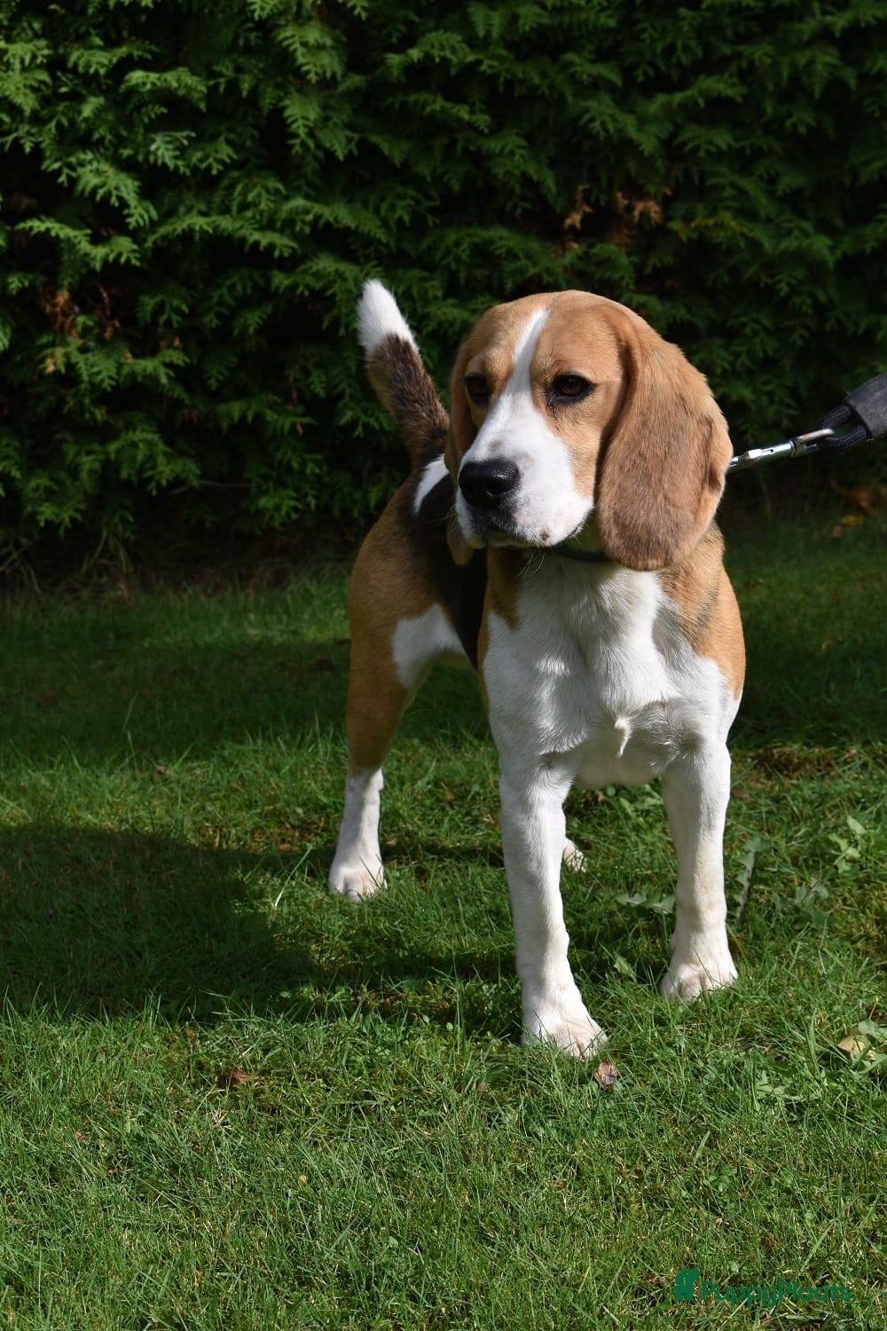 Beagle honden Prachtige Beagle reu met stamboom ter dekking - Advertentie 1