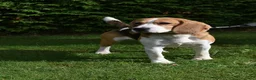 Beagle honden ter dekking: Prachtige Beagle reu met stamboom ter dekking - Advertentie 1