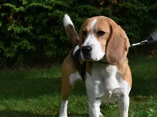 Beagle honden Prachtige Beagle reu met stamboom ter dekking - Advertentie 1