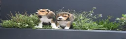 Beagle honden te koop: Prachtige Beagle pups met stamboom ! - Advertentie 22