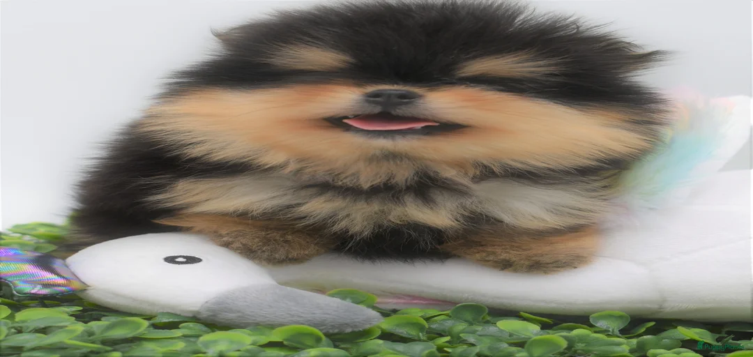 Galerij afbeelding {{count}}