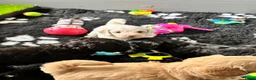 Labradoodle honden te koop: Nog 4 Mini Labradoodle pups beschikbaar.  - Advertentie 15