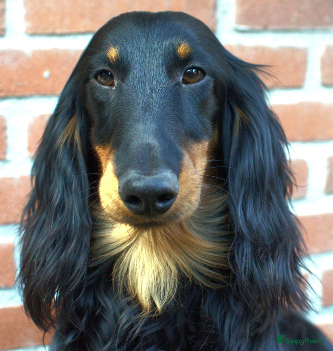 Teckel (langhaar) honden te koop: St. Langharige Black & Tan puppy's te koop - Afbeelding 9