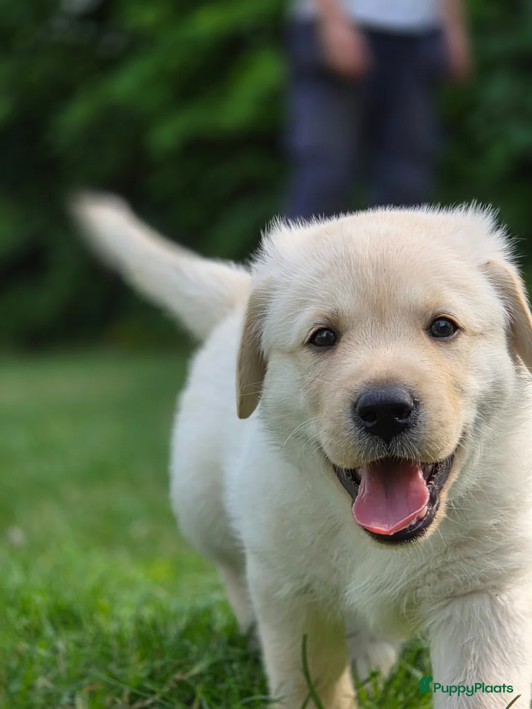 Labrador Retriever honden te koop: Alles gereserveerd - Advertentie 2