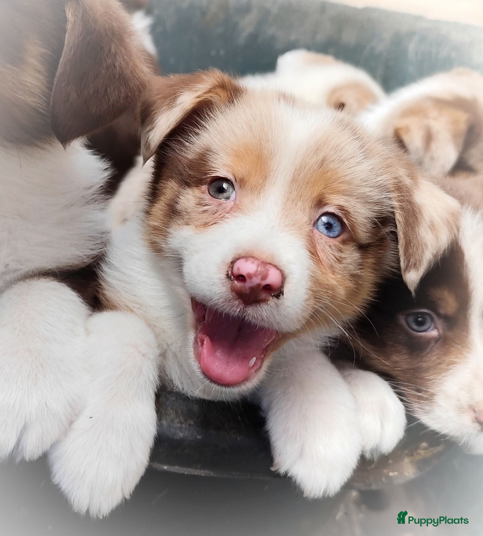 Kruising honden Mega schattige en super knappe Auggies! ❤️ - Advertentie 2